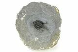 Spiny Cyphaspis Trilobite - Ofaten, Morocco #286566-5